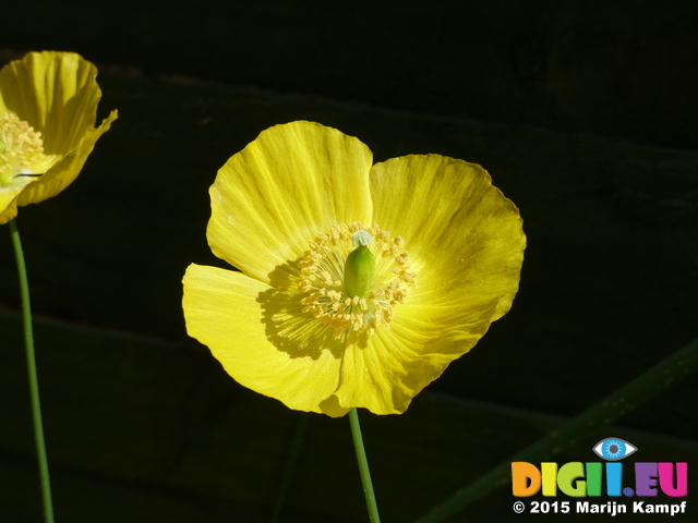 FZ015073 Yellow poppy in the shed